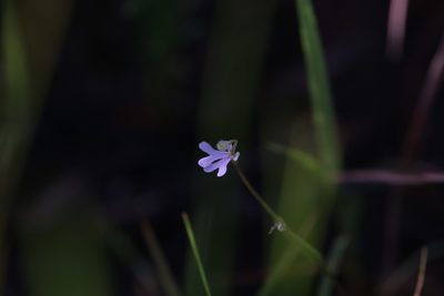 Stylidium capillare, photographed by Hugo Innes
