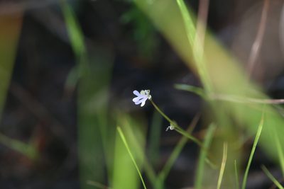 Stylidium capillare, photographed by Hugo Innes