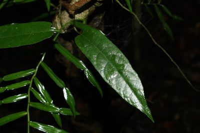 Aristolochia laheyana, photographed by Greg Tasney