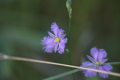 Thysanotus banksii, photographed by Hugo Innes