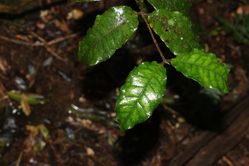 Palmeria racemosa, photographed by Greg Tasney