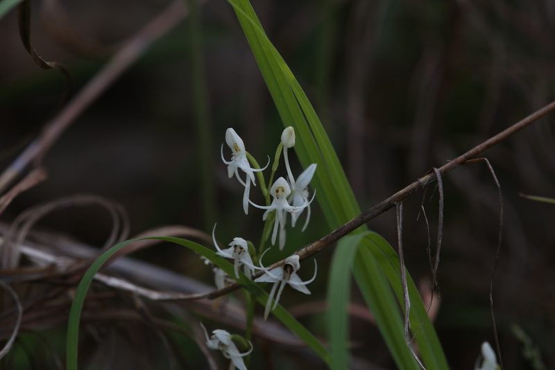 Habenaria propinquior, photographed by Hugo Innes