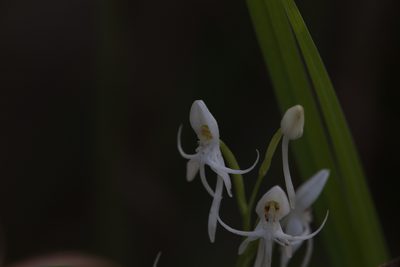 Habenaria propinquior, photographed by Hugo Innes