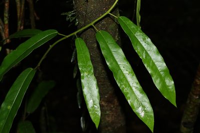 Carronia multisepalea, photographed by Greg Tasney