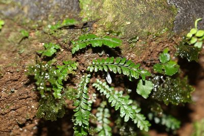 Arthropteris beckleri, photographed by Greg Tasney