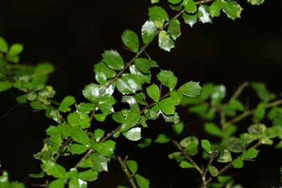 Pittosporum multiflorum, photographed by Greg Tasney