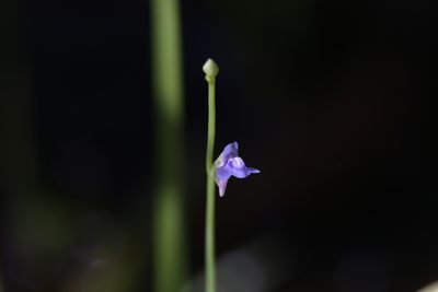 Utricularia uliginosa, photographed by Hugo Innes