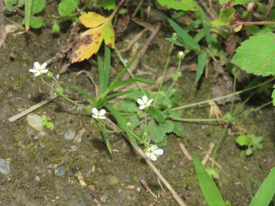 Androsace umbellata