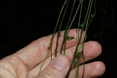 Pothos longipes, photographed by Greg Tasney