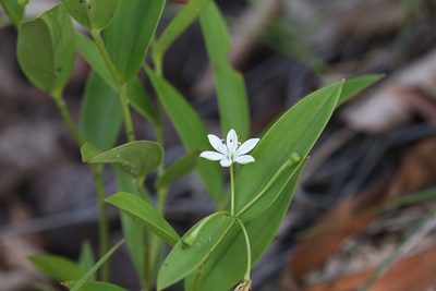 Schelhammera multiflora, photographed by Hugo Innes