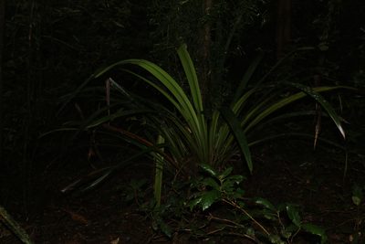 Orthothylax glaberrimus, photographed by Greg Tasney