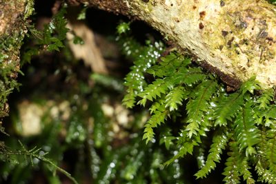 Cyathophorum bulbosum, photographed by Greg Tasney