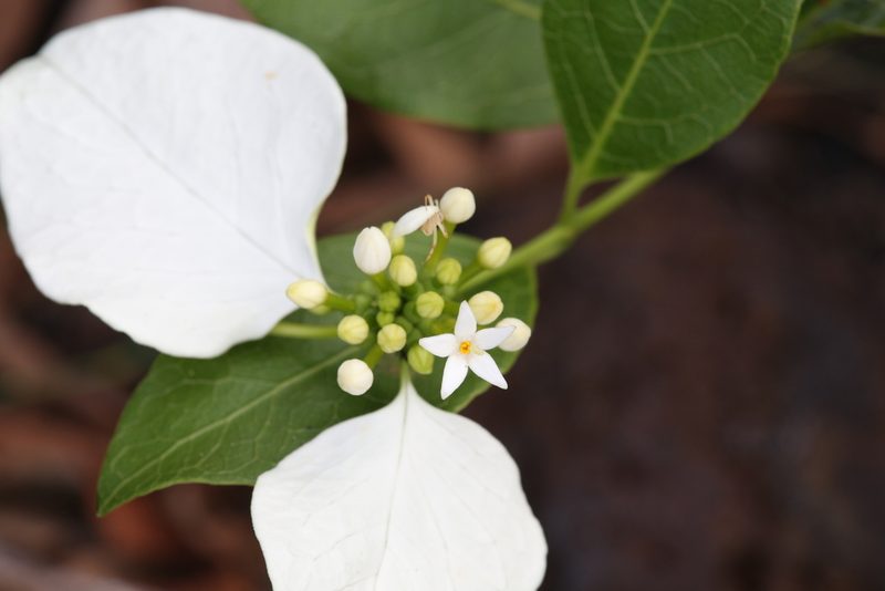 Coelospermum decipiens, photographed by Hugo Innes
