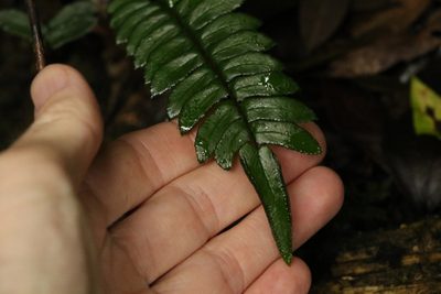 Pellaea nana, photographed by Greg Tasney