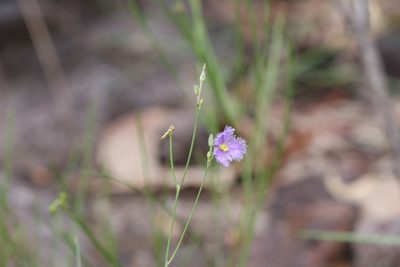 Thysanotus banksii, photographed by Hugo Innes