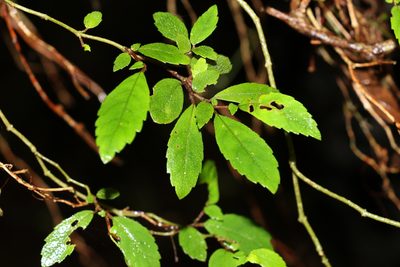 Fieldia australis, photographed by Greg Tasney