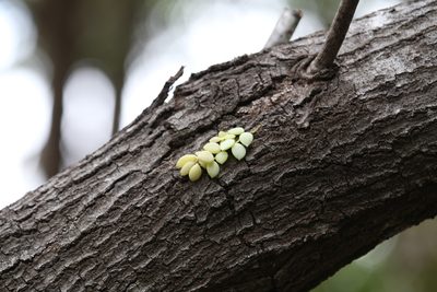 Dischidia nummularia, photographed by Hugo Innes