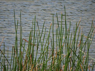 Eleocharis sphacelata, photographed by Bruce Calvert