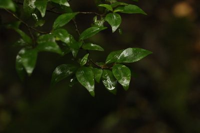 Psychotria simmondsiana, photographed by Greg Tasney