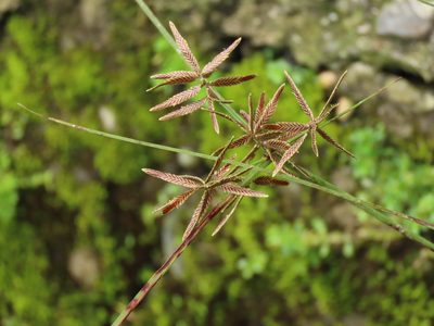 Cyperus flavidus, photographed by chiuluan