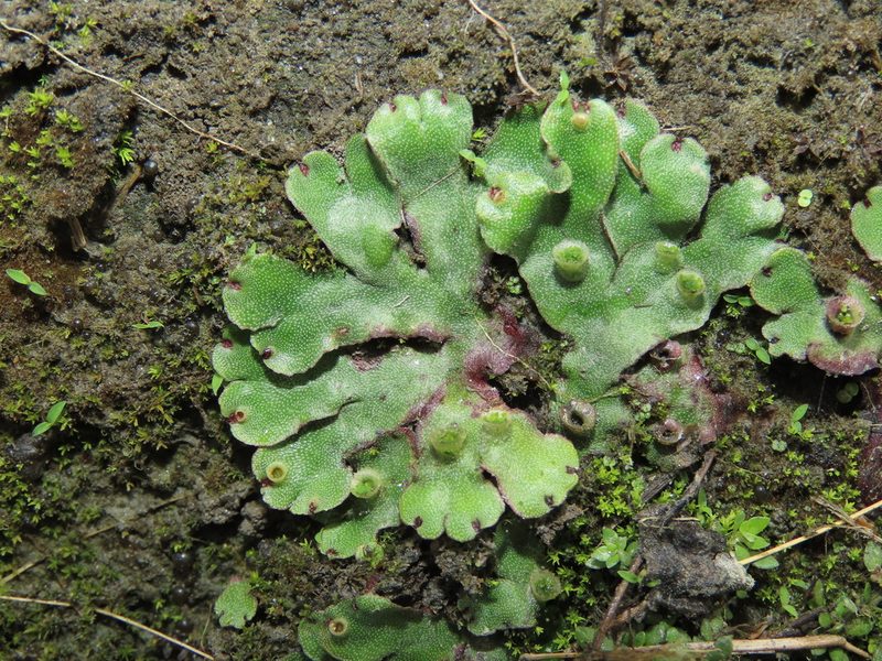 Marchantia paleacea, photographed by chiuluan