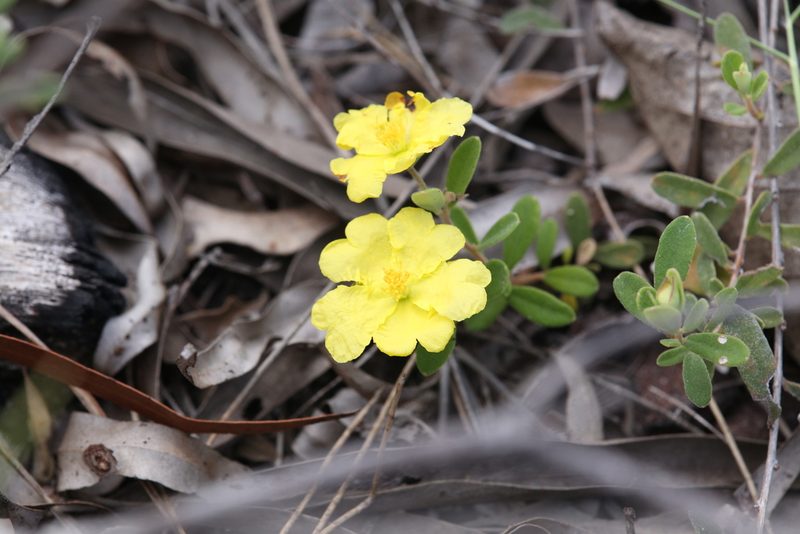 Hibbertia araneolifera, photographed by Hugo Innes