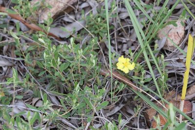 Hibbertia araneolifera, photographed by Hugo Innes
