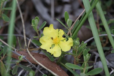 Hibbertia araneolifera, photographed by Hugo Innes