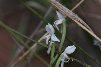 Habenaria propinquior, photographed by Hugo Innes