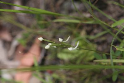 Habenaria propinquior, photographed by Hugo Innes