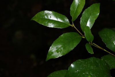 Doryphora sassafras, photographed by Greg Tasney