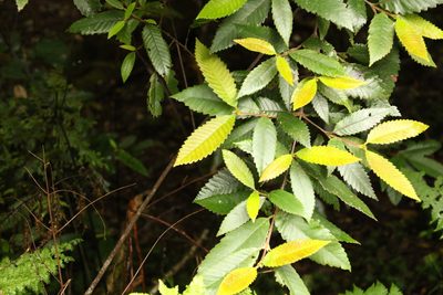 Callicoma serratifolia, photographed by Greg Tasney