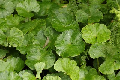 Hydrocotyle pedicellosa, photographed by Greg Tasney