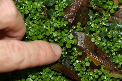 Callitriche muelleri, photographed by Greg Tasney