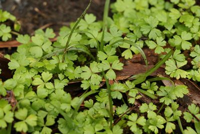 Hydrocotyle tripartita, photographed by Greg Tasney