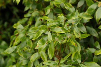 Trochocarpa laurina, photographed by Greg Tasney