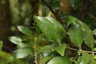 Doryphora sassafras, photographed by Greg Tasney