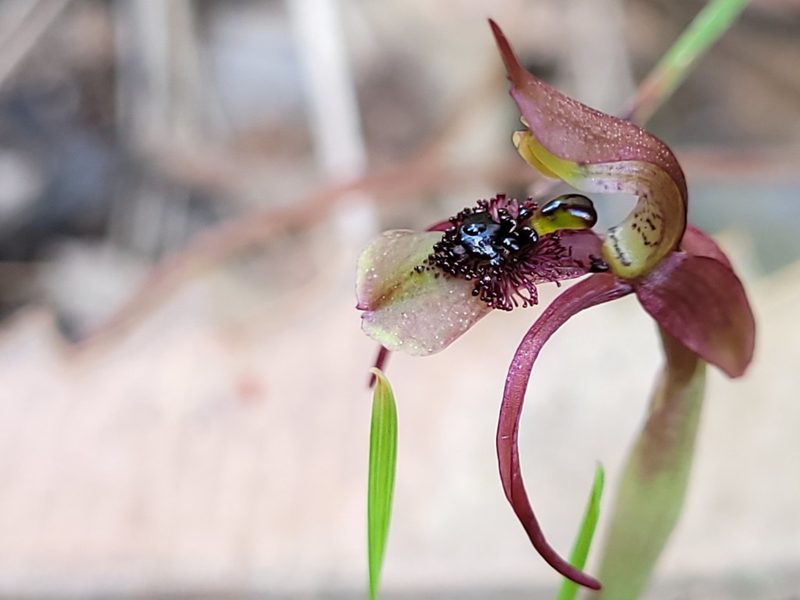 Chiloglottis seminuda, photographed by Eamonn Culhane