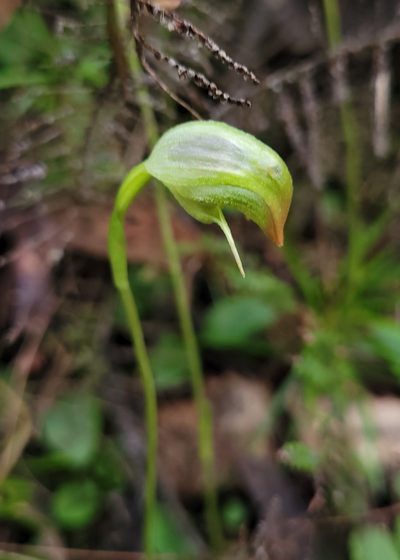 Pterostylis hispidula, photographed by Eamonn Culhane