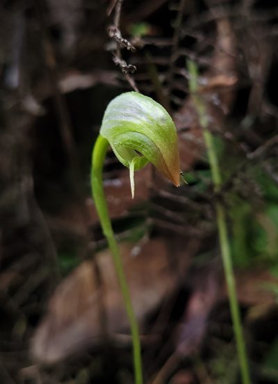 Pterostylis hispidula, photographed by Eamonn Culhane