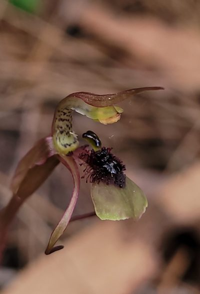 Chiloglottis seminuda, photographed by Eamonn Culhane