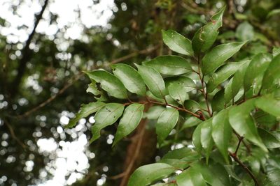 Sarcopteryx stipata, photographed by Greg Tasney
