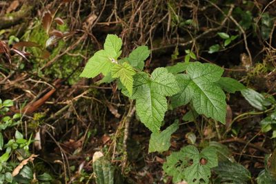 Rubus moluccanus, photographed by Greg Tasney