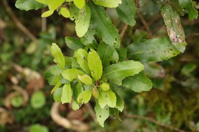 Lomatia arborescens, photographed by Greg Tasney