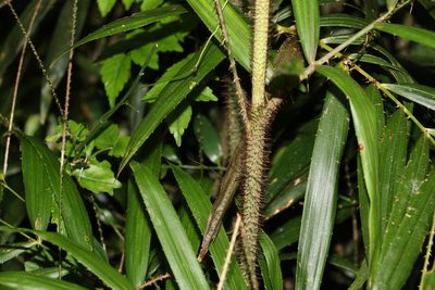 Calamus muelleri, photographed by Greg Tasney