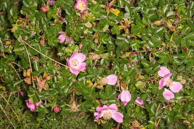 Rosa serafinii, photographed by Drepanostoma