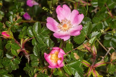 Rosa serafinii, photographed by Drepanostoma