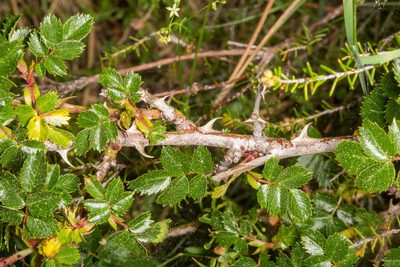 Rosa serafinii, photographed by Drepanostoma