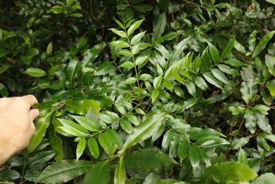 Zanthoxylum brachyacanthum, photographed by Greg Tasney