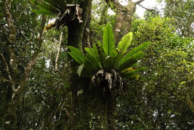 Asplenium australasicum, photographed by Greg Tasney